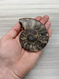 Ammonite en paires
