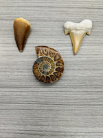 Trio fossiles