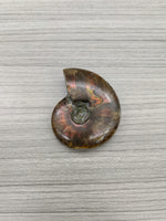 Ammonite rouge