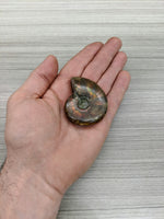 Ammonite rouge