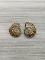 Lot Ammonite
