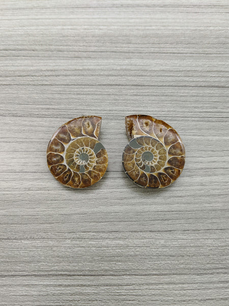 Ammonite en paires