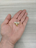 Pendentif dent de requin